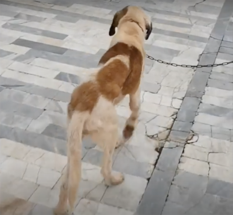 Stray dog was rescued and now he’s trying to walk in hos own and be happy for the first time in his life.