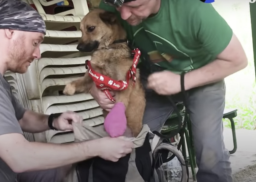 Abandoned dog was rescued on the mountains by two helpful rescuers.