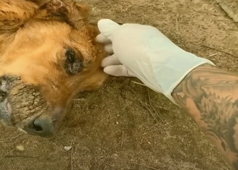 Dog was lying alone in a deserted field powerless to walk.