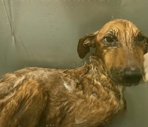 Stray dog is getting her first bath with hot water and shampoo.