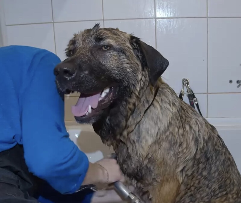 Dog is having his first bath now.