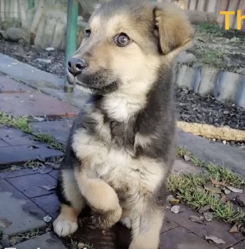 Stray dog was found disabled from his leg.