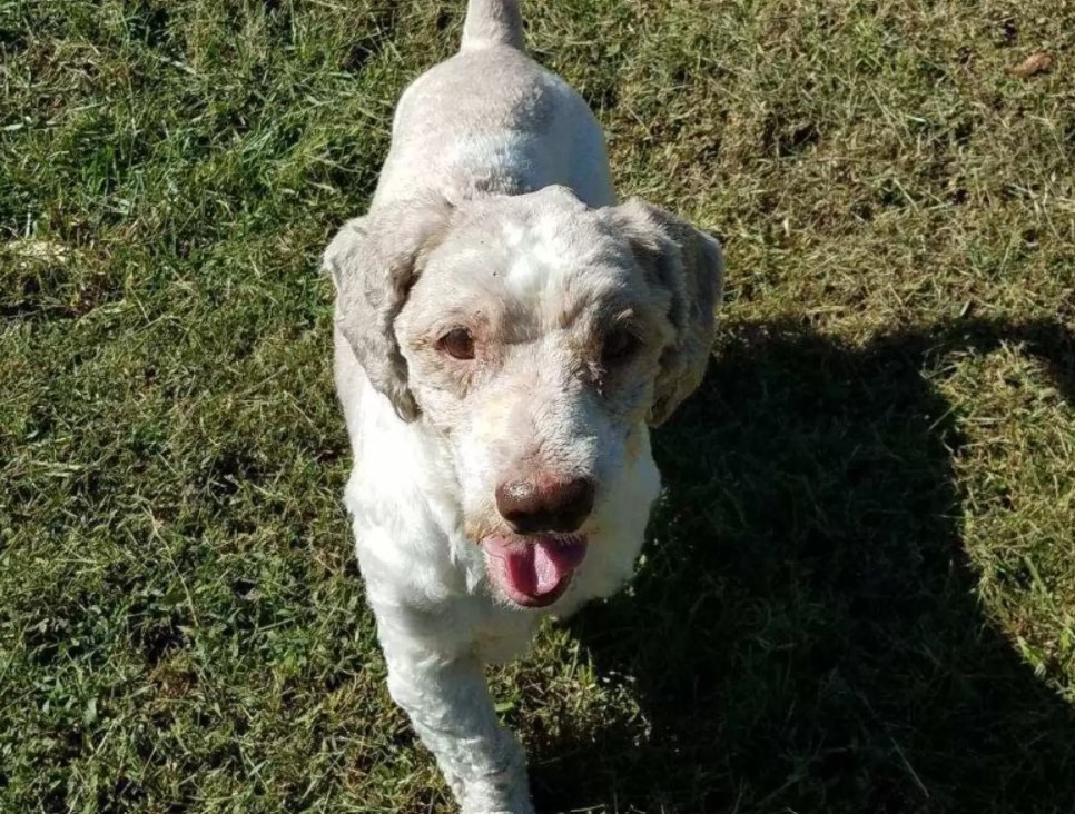 This beautiful dog was hiding down the burned fur.