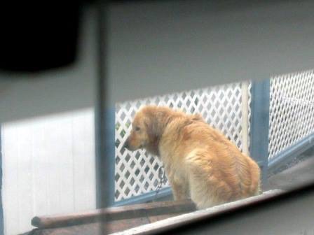 Neighbors saw a golden retriever dog that was being treated in a very bad condition and decided to rescue him