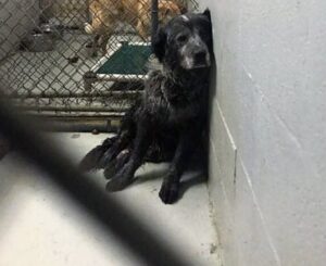 Dog was forgotten in a cell for a week