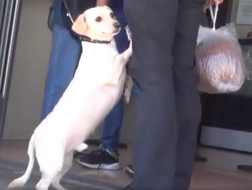 Puppy doesn’t want to be abandoned by his owner 