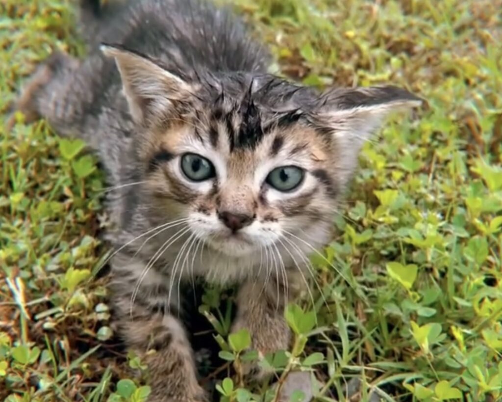 Newborn cat has lost her family and is scared 