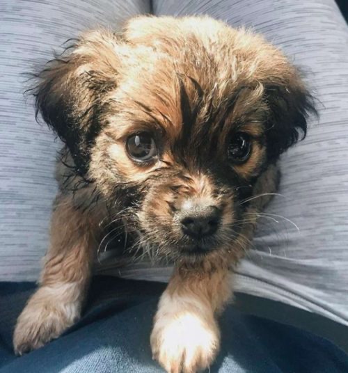 Little puppy was born with neck syndrome 