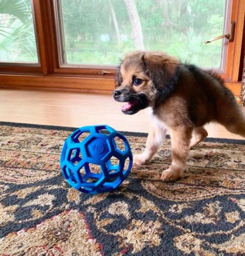 Dog waits to be adopted,but people refuses her because of her short neck