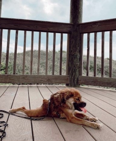 Lovely puppy with neck syndrome has found a home and will live in peace 