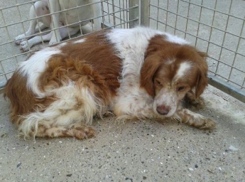 Dog who has lived for nine years in a garage has finally been rescued 