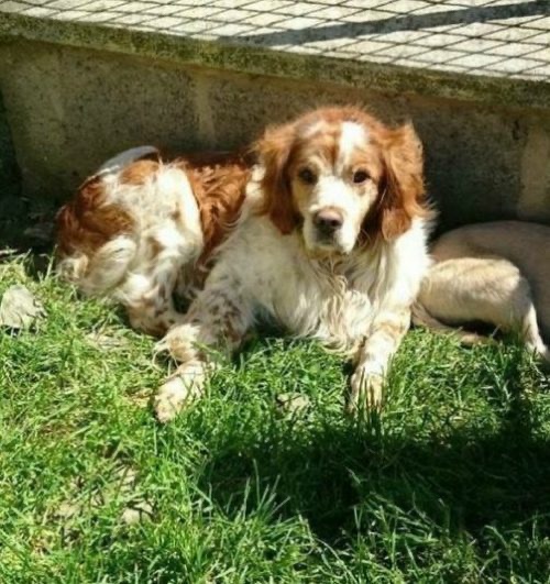 Abandoned dog has been rescued and he’s enjoying his new life 