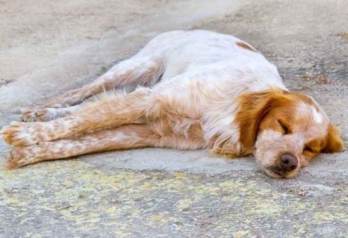 After living for nine years in a garage,dog got rescued and after that he died