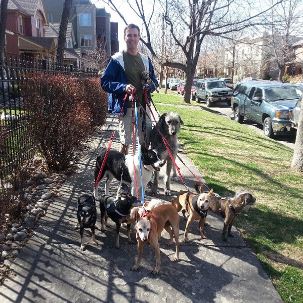 Ten adopted dogs goes everyday for a walk