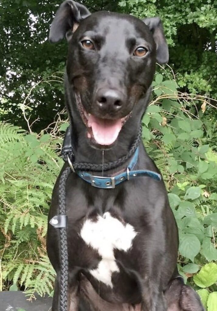 Smiley dog is waiting for seven years for someone to adopt him 