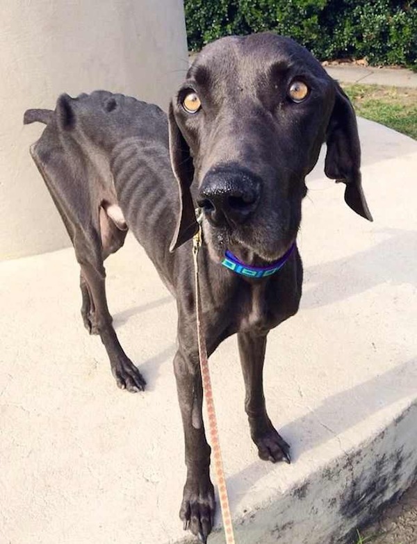 Underweight dog fed himself with rocks and twigs to survive starvation