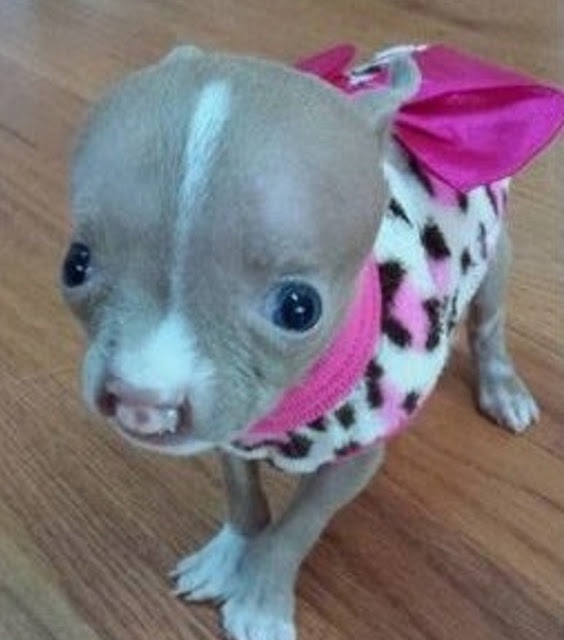 Puppy learns how to stay in the floor for her first time 