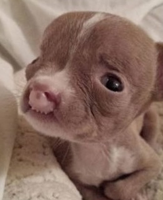 Puppy was adopted and getting her special attention because she suffers from facial deformities 