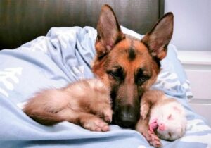 Two adopted pets,dog and ferret become friends 