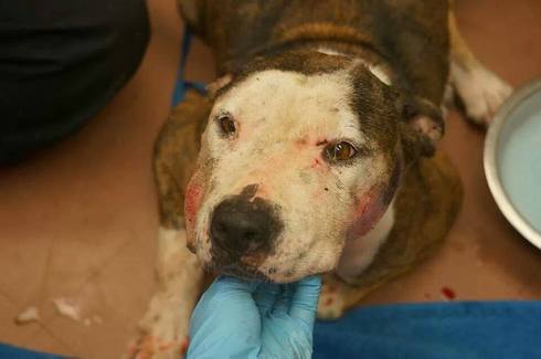 Pit bull dog was rescued after being thrown out of a car