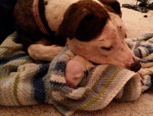 Abused dog giving birth to a baby 