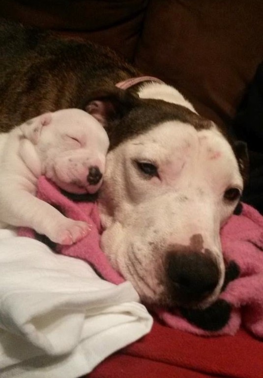 Abused dog has been rescued with her little puppy 