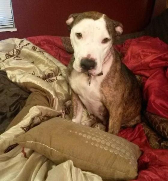 Poor abused dog is adopted now