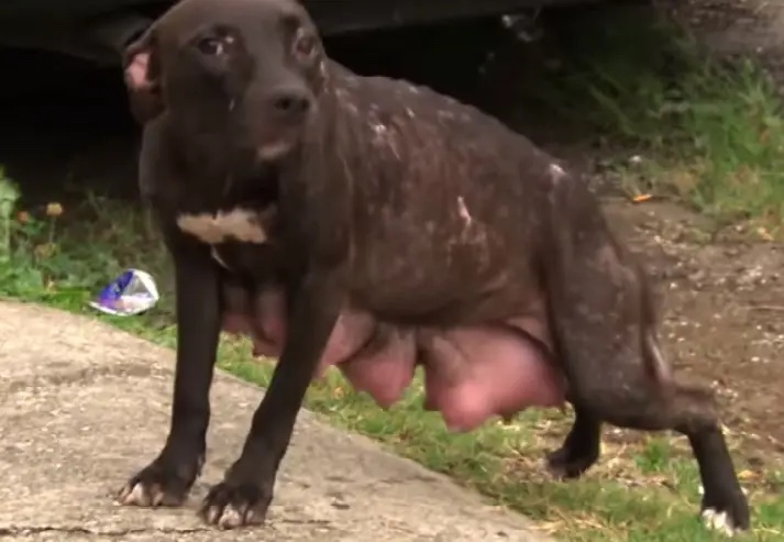 Dog asks for help for her little puppies 