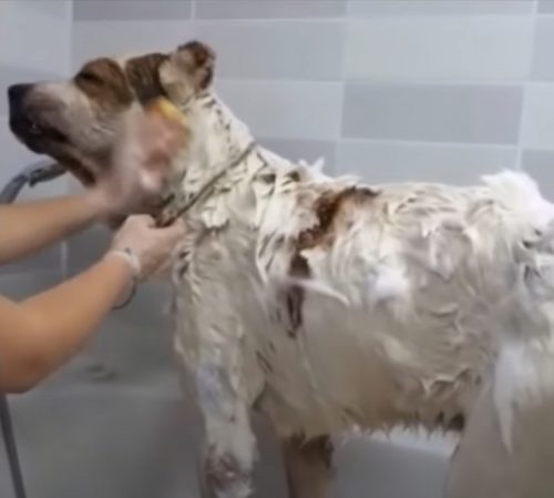 First time bath for this abandoned dog 