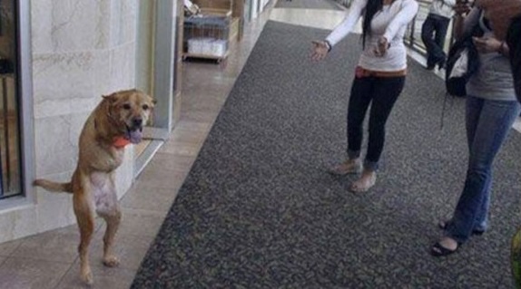 Abandoned puppy with two legs on the road 