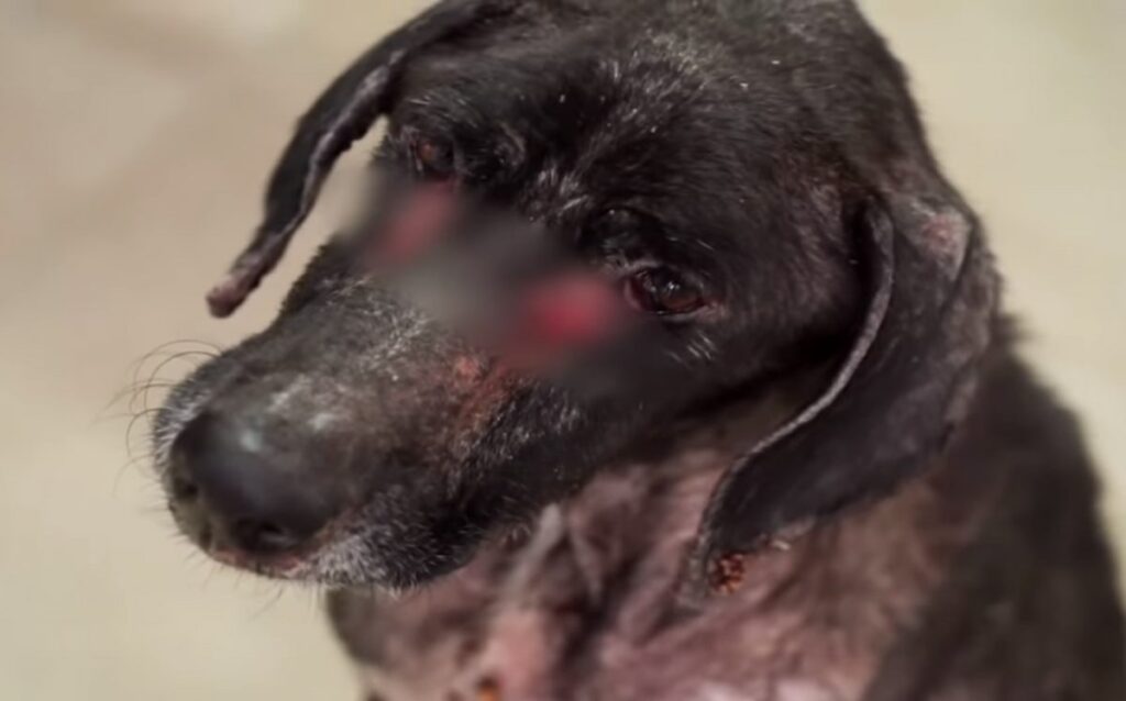 Rescued dog found boneless and scared of people 