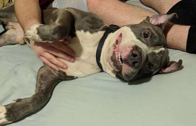 Lovely pitbull is waiting for adoption 