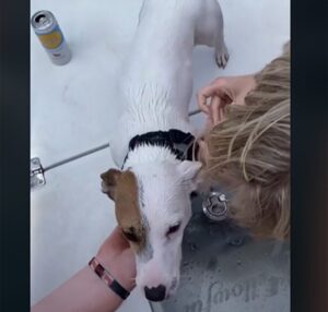 Saved puppy from ocean is now getting warmer 