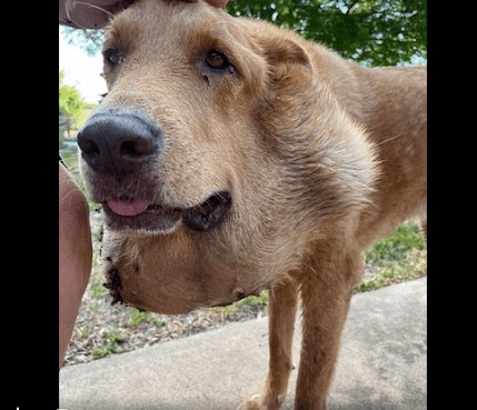 Dog can’t move his head because of his neck tumor 