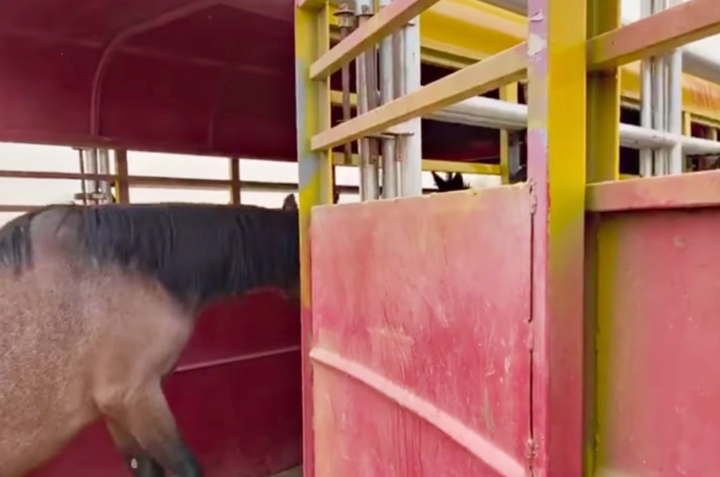 Heartbreaking reunion with the baby and her horse mother after being lost 