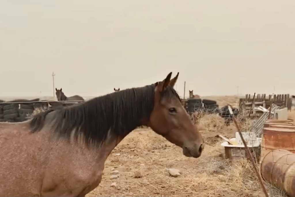 Rescuers found the baby horse that was lost 