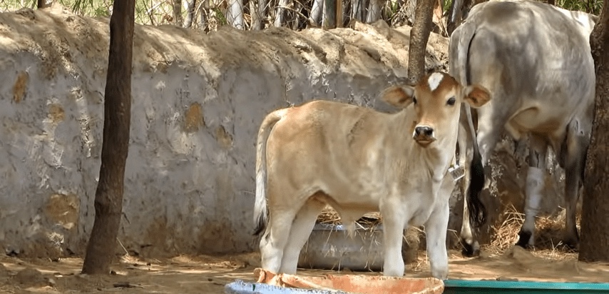 Finally baby cow is healed and happy with her mother by her side