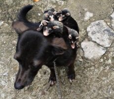 Dog keep some orphans opossums like they all were her children 