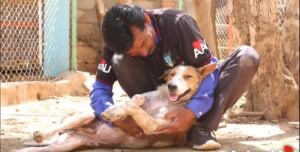 Dog gets adopted after his skin started to look better 