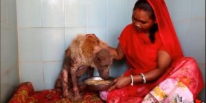 Dog starting to eat after being in desert alone