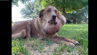 Dog with massive tumor on his neck 