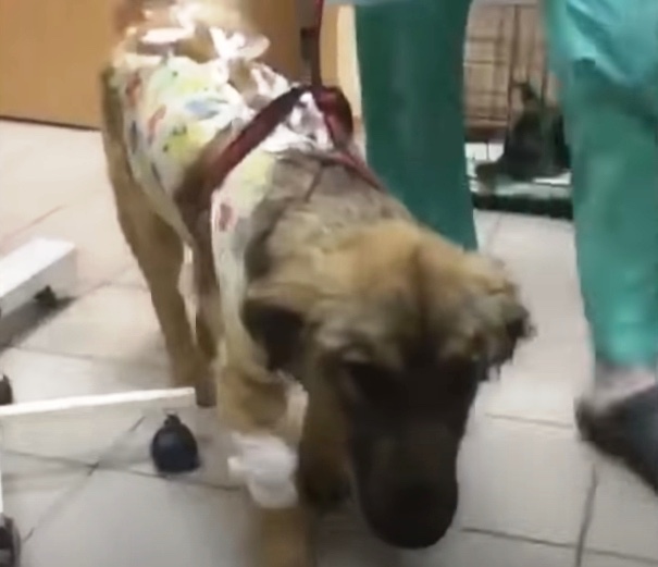 Stray dog got rescued and is at the vet now