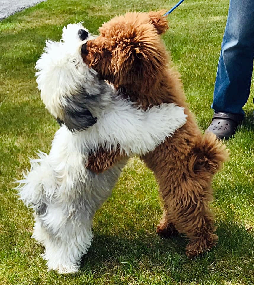 Dogs hugging 