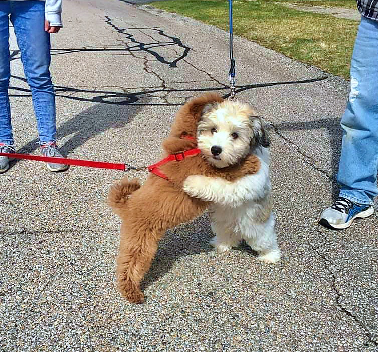 Lovely dog friends hugging each other 