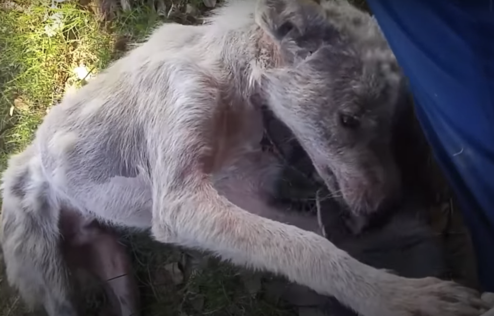 Lost dog found alone in an island starving 