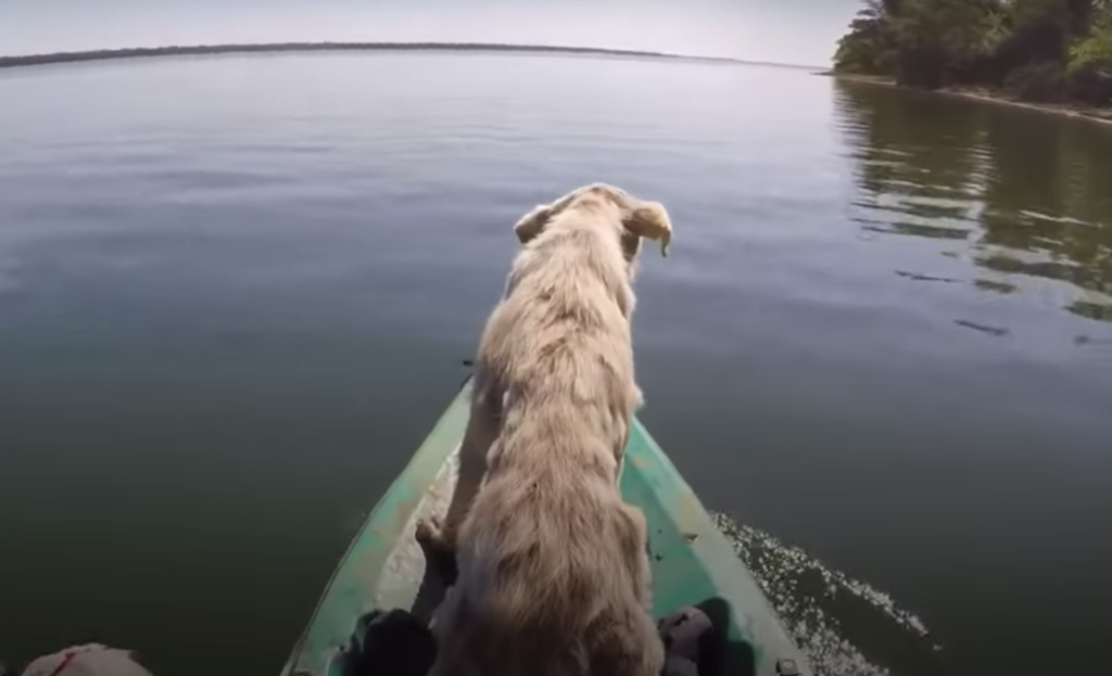 Lost dog was rescued by a man with kayak 