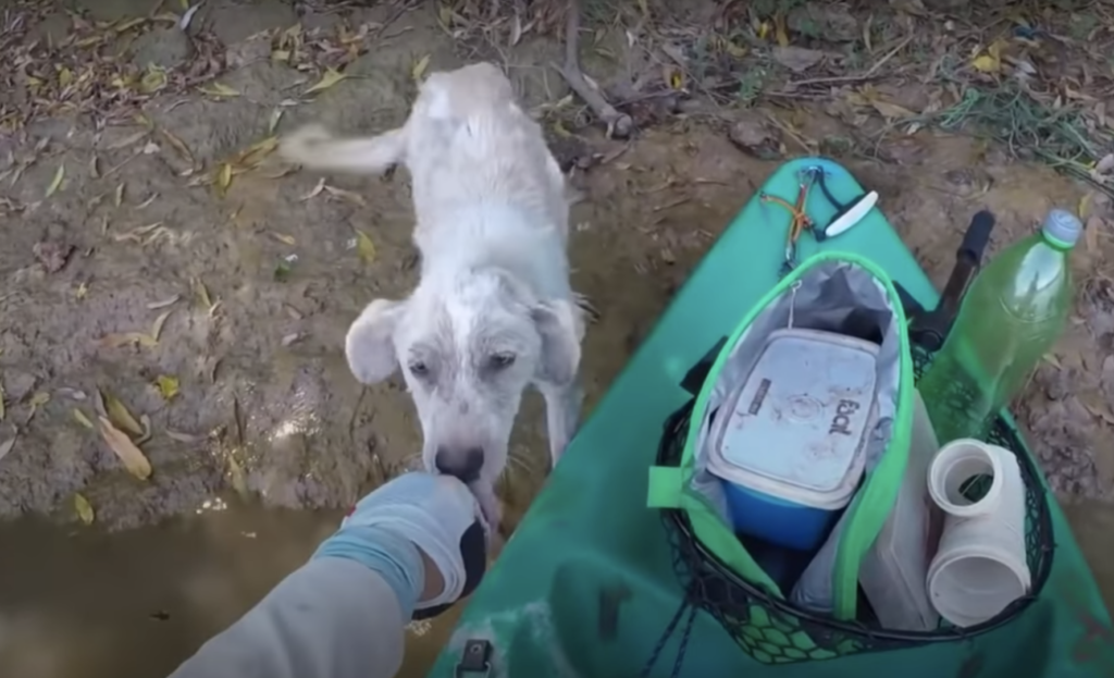 Rescued stray dog waiting for shelter to come and save him 