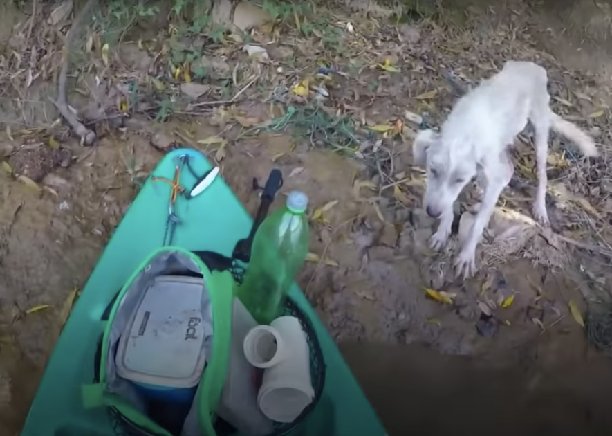 Dog happy that someone found him 