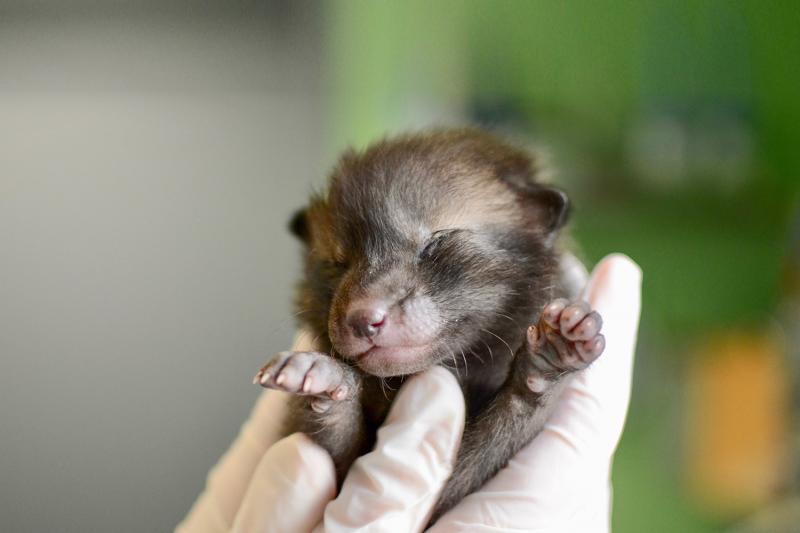 Newborn little cat