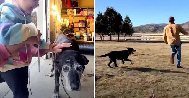 Dog happy that finally got adopted 